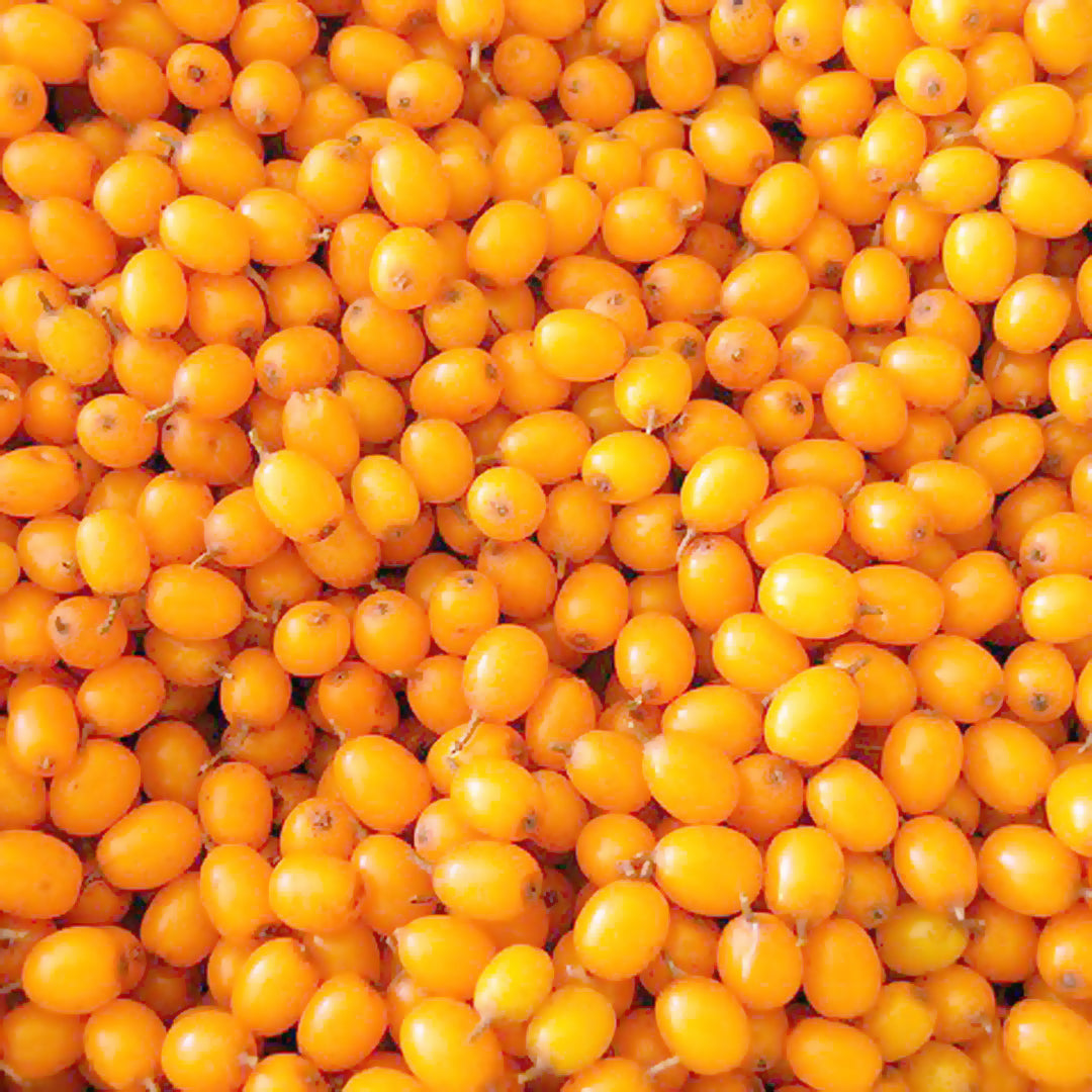 Sea Buckthorn Oil: The Heal-All Super Ingredient!